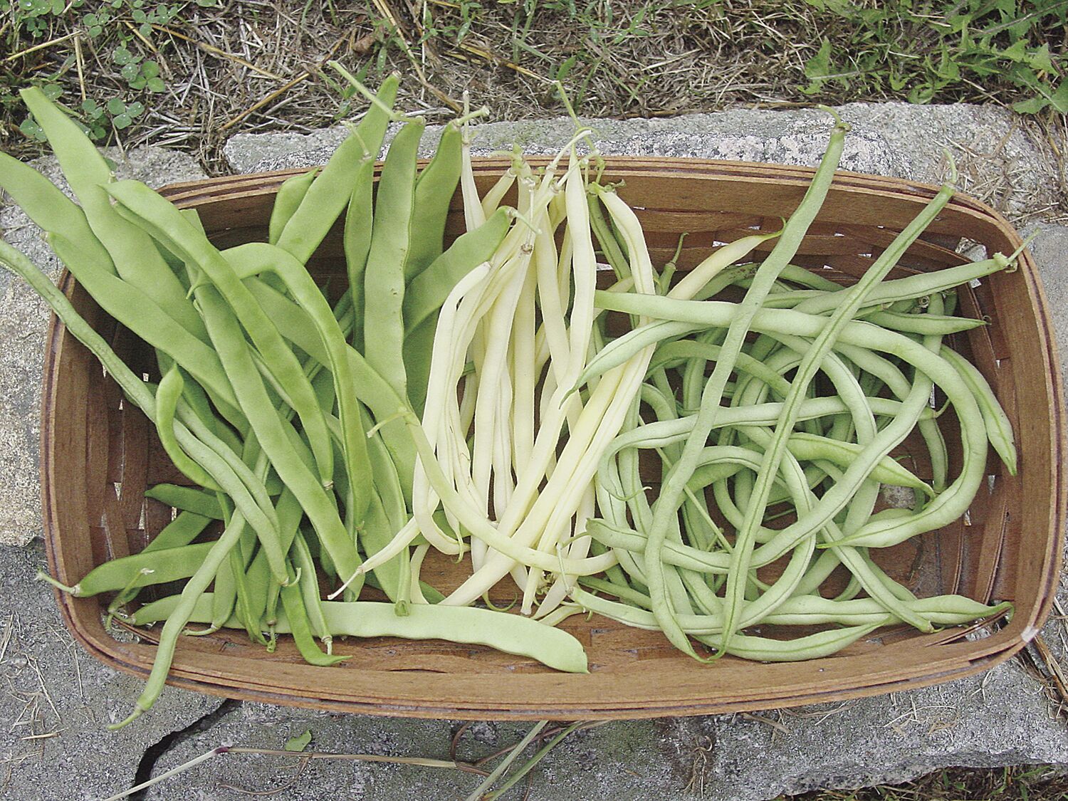 More Thoughts While Weeding: Make room for pole beans